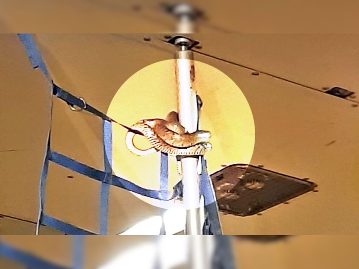 Snake on a plane! Massive serpent on IndiGo flight shocks Kolkata airport -WATCH