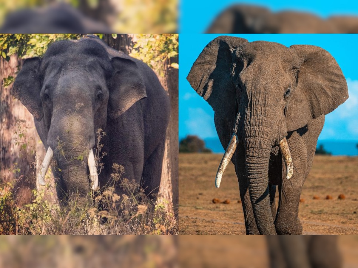 What's the Difference? African Elephants and Asian Elephants