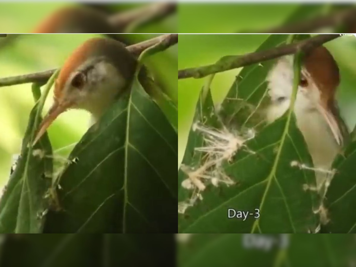 Ever watched a tailorbird weave its nest? Watch this amazing viral video