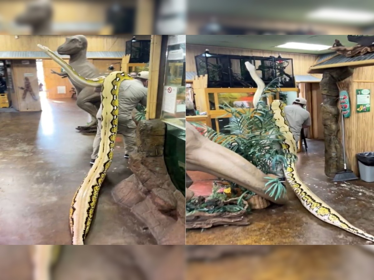 Not for faint-hearted: Man carries 22-foot long snake on shoulder, leaves netizens in shock - Watch