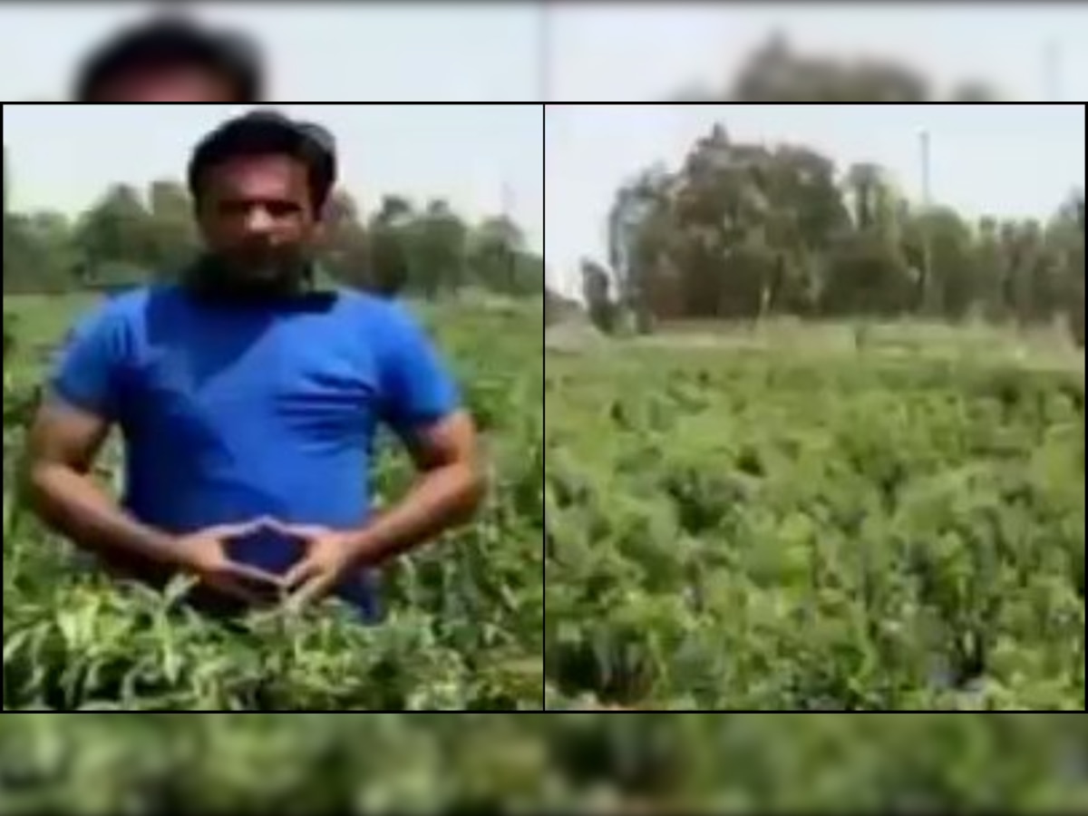 How no cricket matches turned THIS stadium into a vegetable farm - WATCH