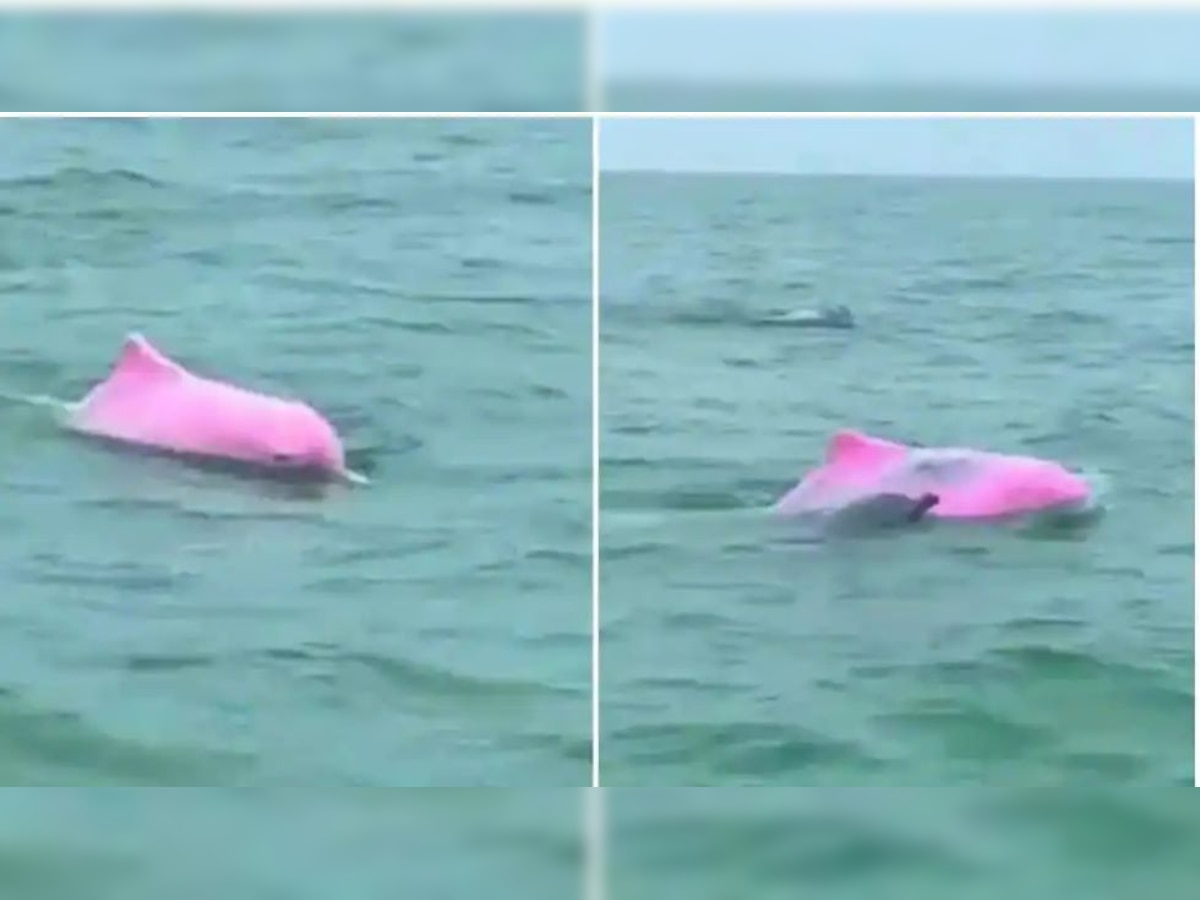 Video of pink dolphins swimming in ocean goes VIRAL, leaves netizens amused