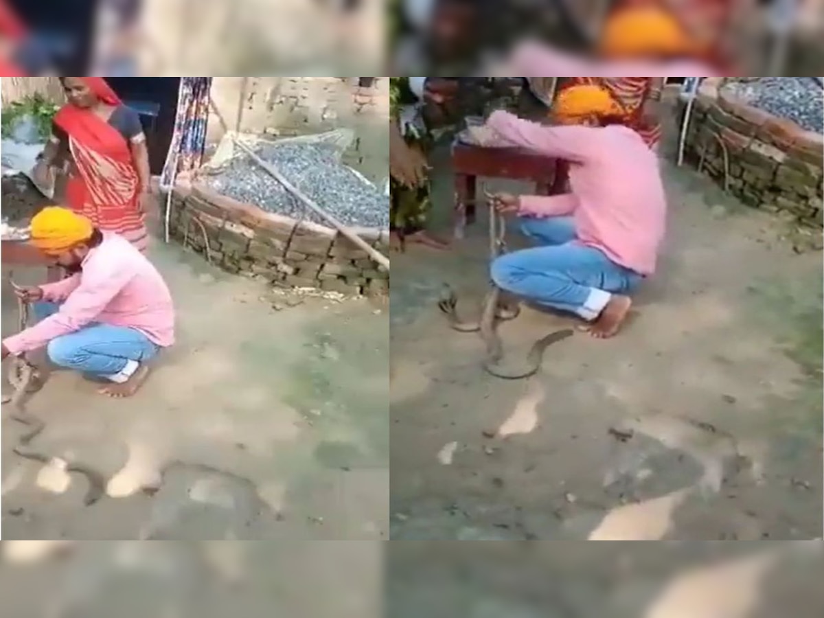 Man tries to tie rakhi on snakes, dies after one bites him - WATCH viral video here