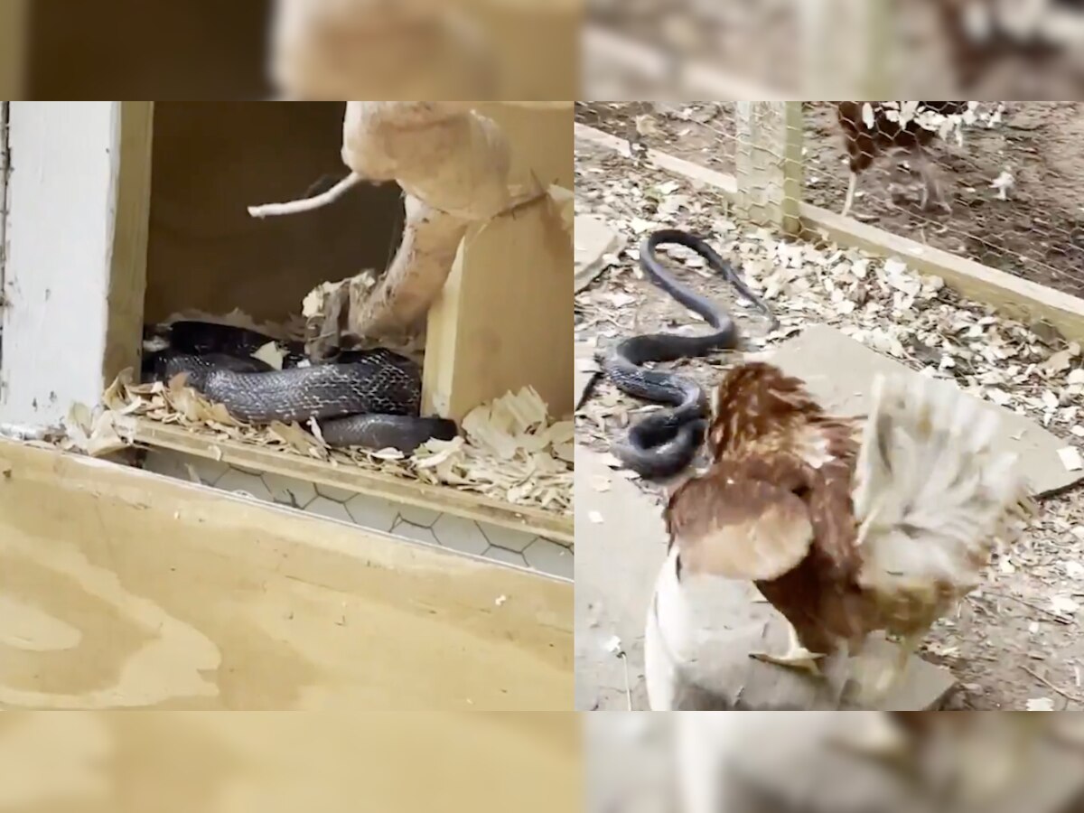 Murge aur Saanp ki ladai! WATCH this viral video of a hen and snake face-off
