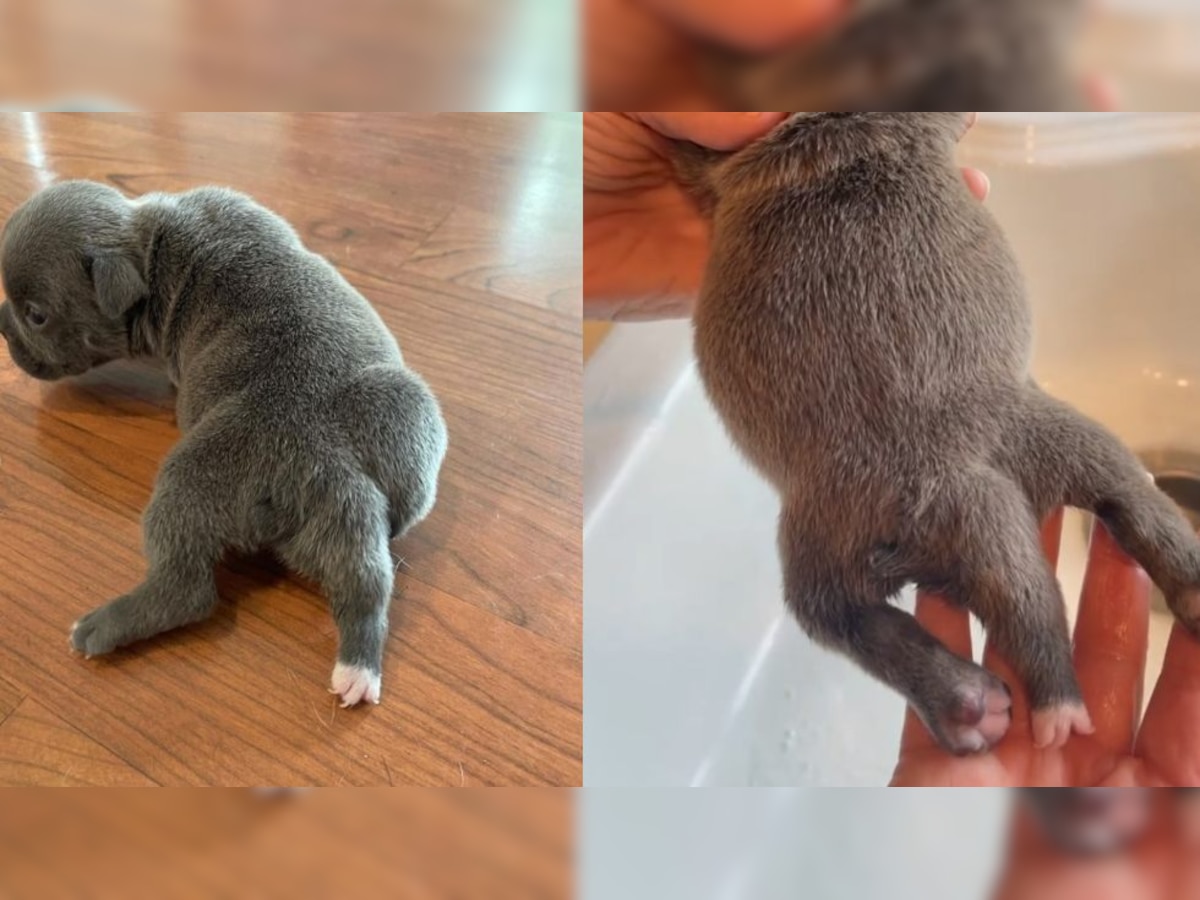 Netizens fall in love with puppy born with FIVE legs - Check out the adorable Chanel No 5