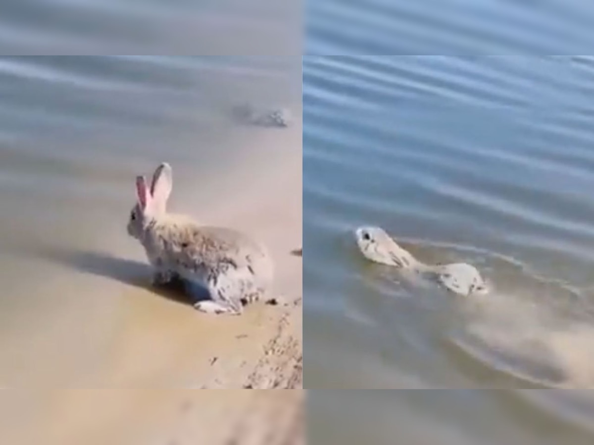 Rare video of rabbit swimming, enjoying water goes viral - WATCH here