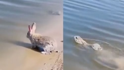 Rare video of rabbit swimming, enjoying water goes viral - WATCH here