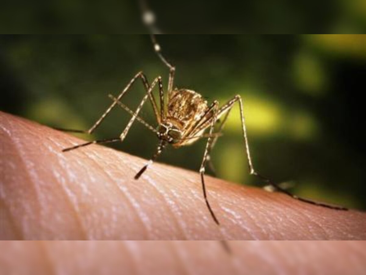 Russia warns about increasing infections of West Nile Virus: Know causes, symptoms, treatment