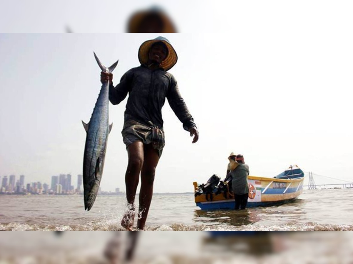 Sea of gold! Maharashtra fisherman sells 157 Ghol fish for Rs 1.33 crore