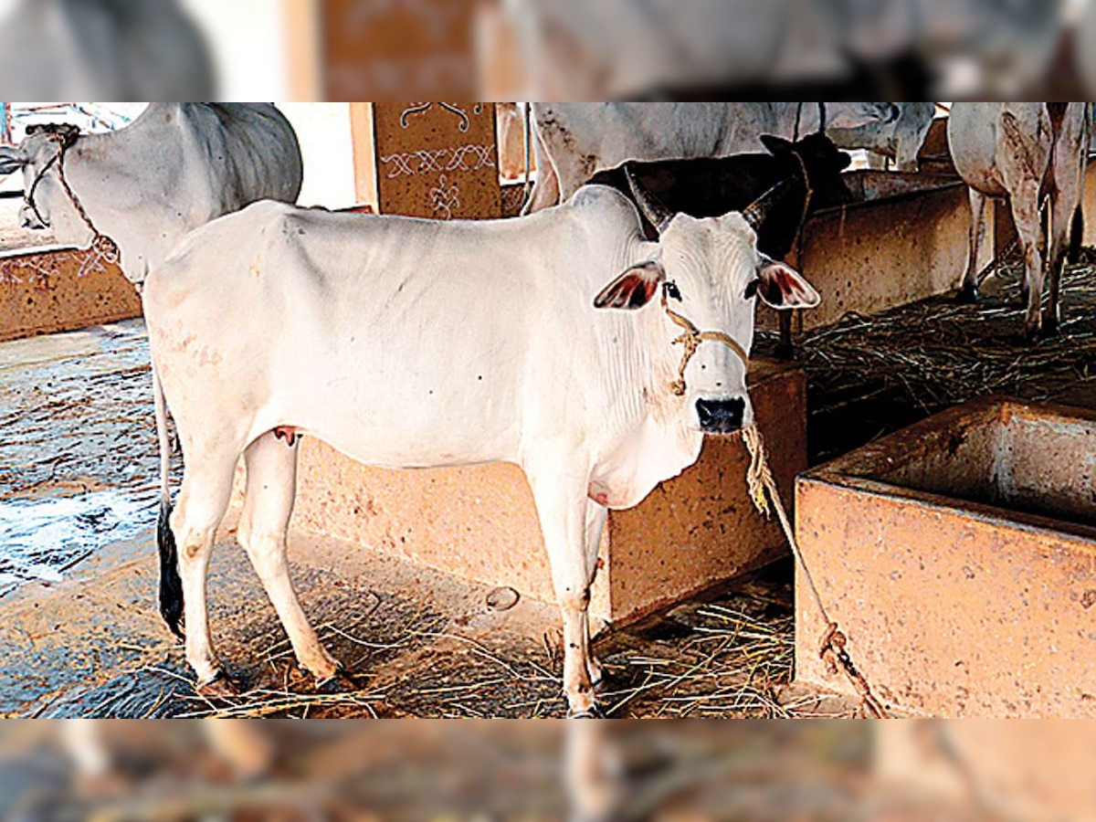 Cow should be declared national animal: Allahabad High Court