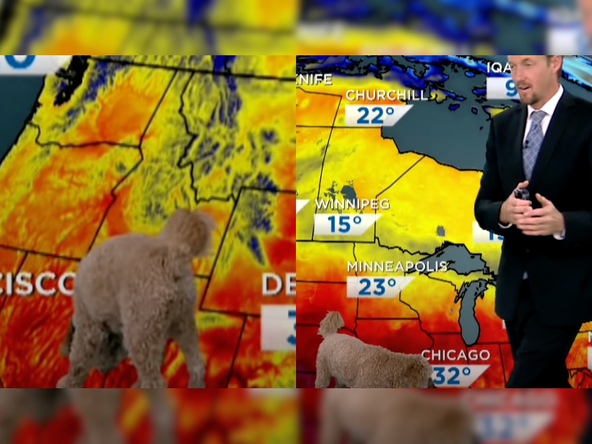 Adorable dog interrupts weather reporter, netizens can't keep calm - WATCH viral video