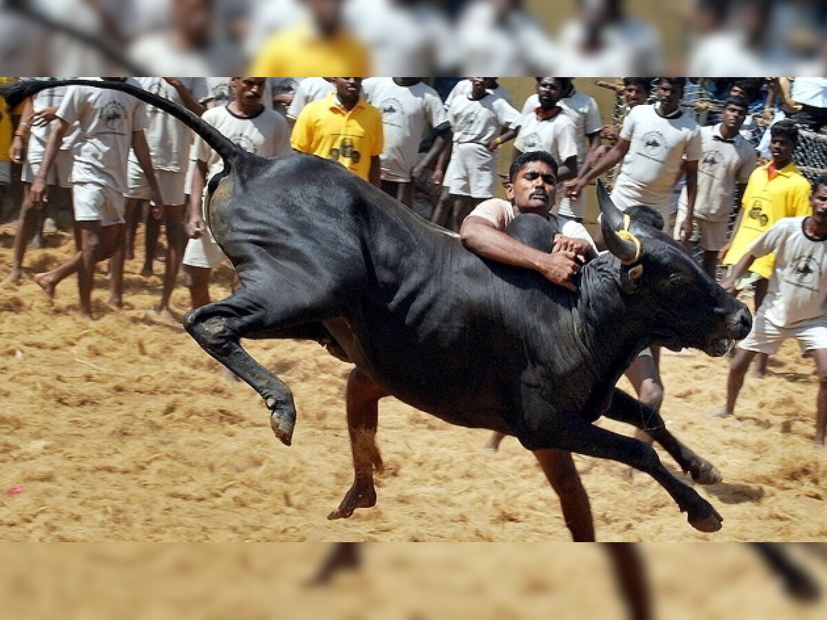 Madras HC bars participation of foreign, crossbred bulls in taming-sport Jallikattu 