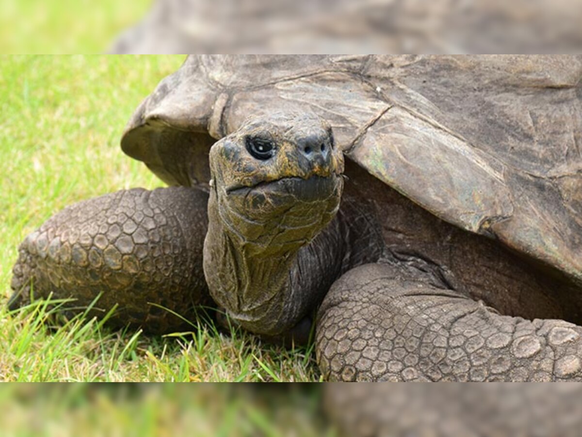 Meet Jonathan, oldest known living animal on Earth at 189 years old