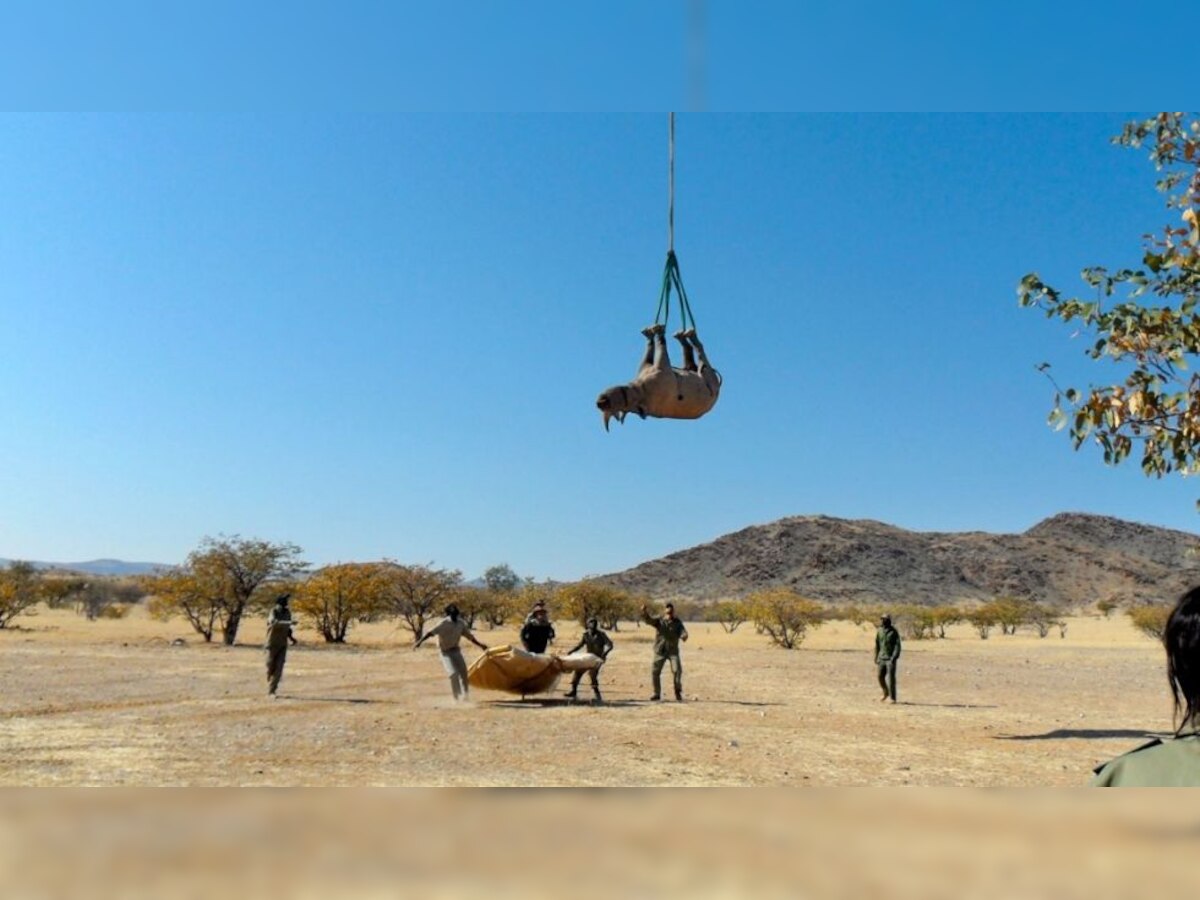 Study that hung rhinos upside down from a helicopter wins Ig Nobel Prize 2021