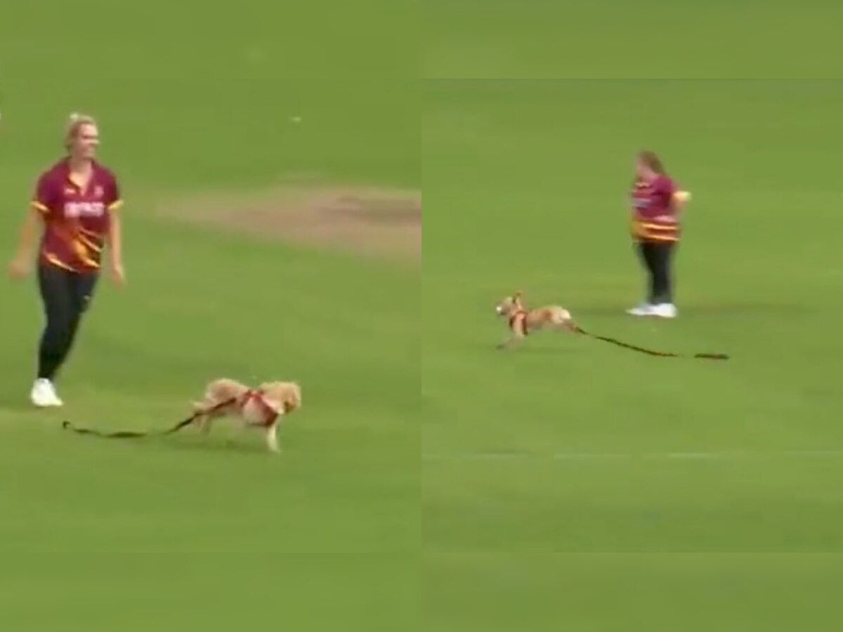 Watch Dog interrupts club game, grabs the ball in a viral video as