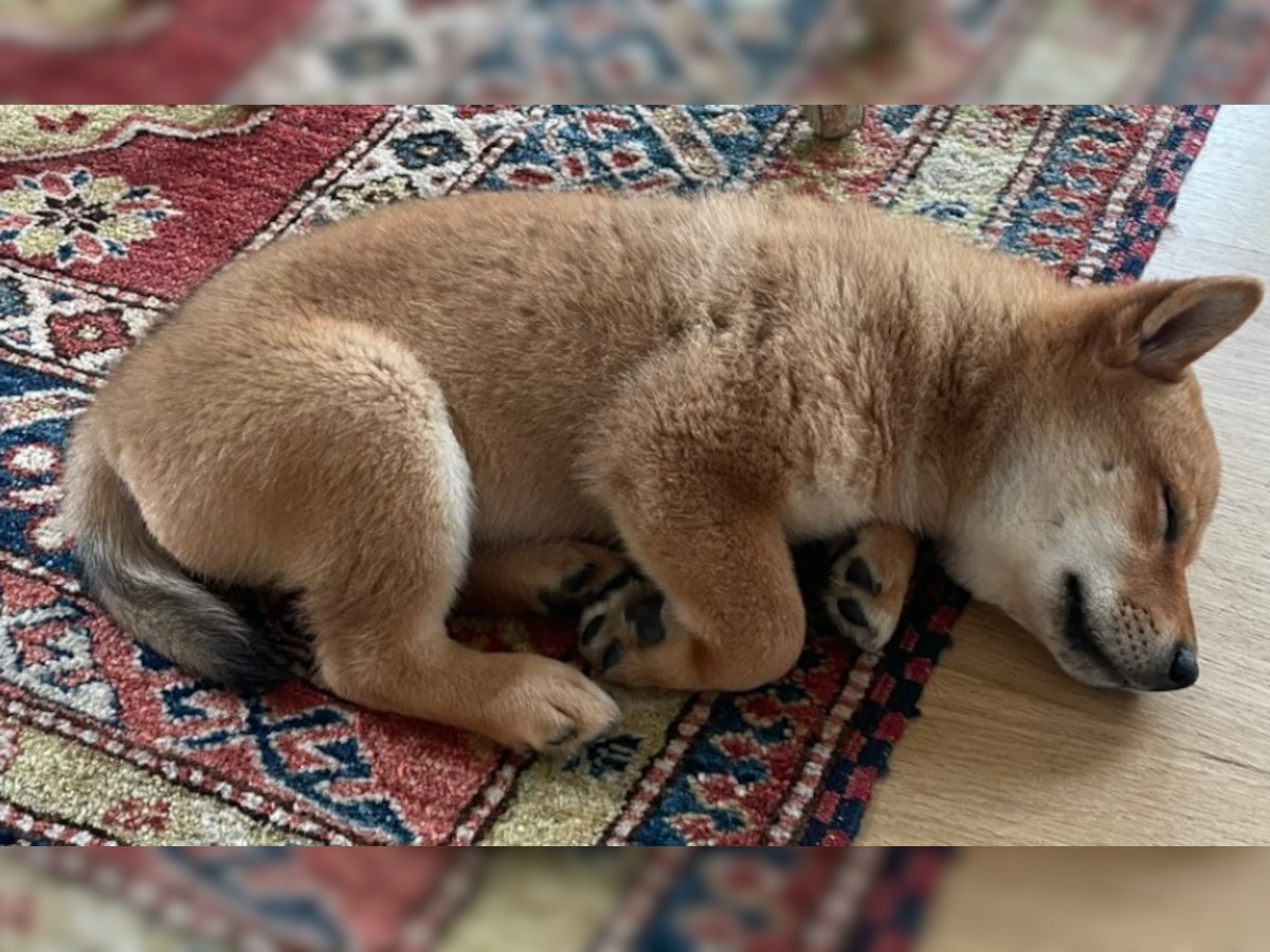 Elon Musk’s new Shiba Inu puppy creates buzz in crypto world, gets token named after him