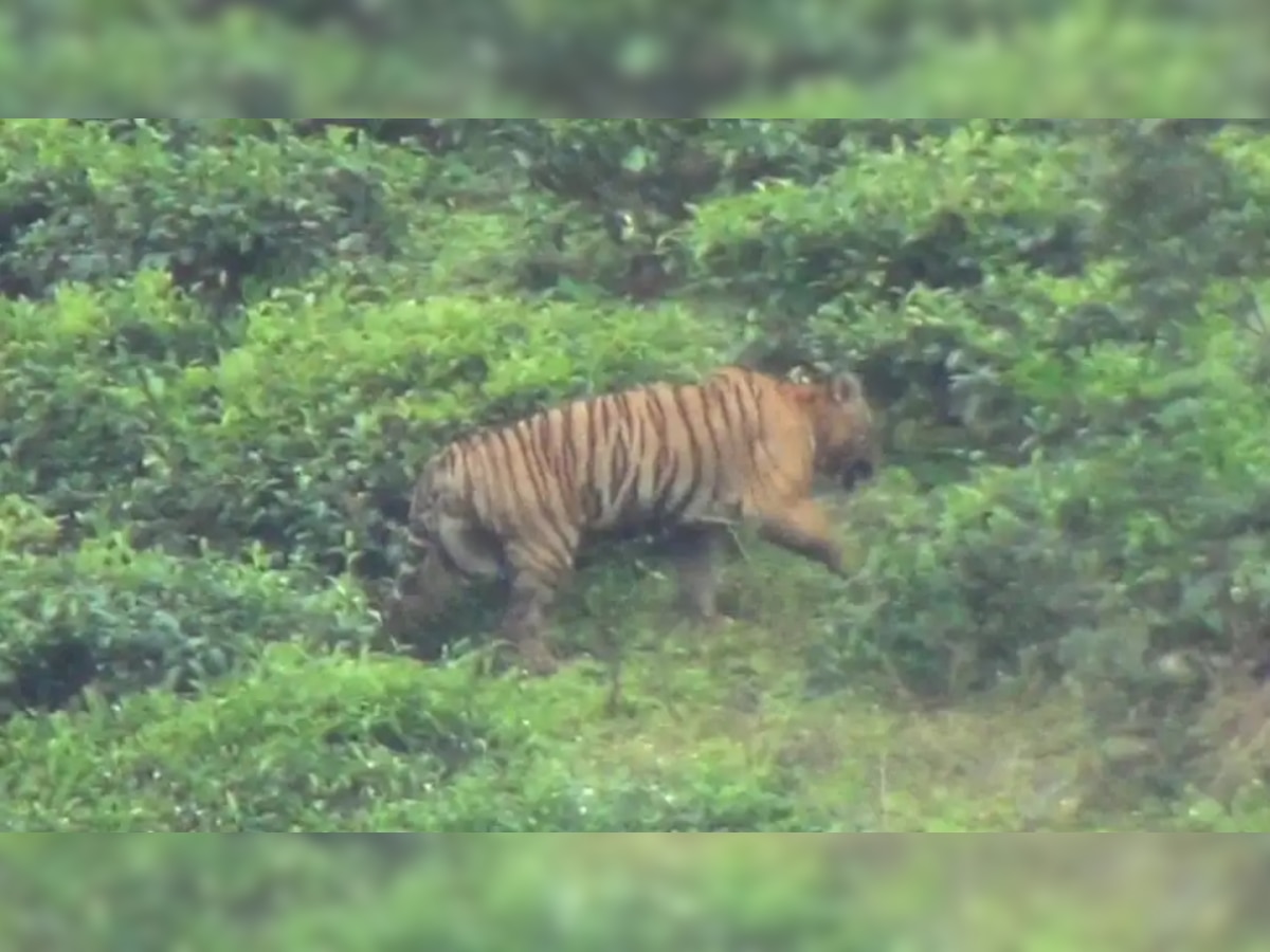 Hunting order issued for a wild tiger in Mudumalai as officials say capturing is top priority 