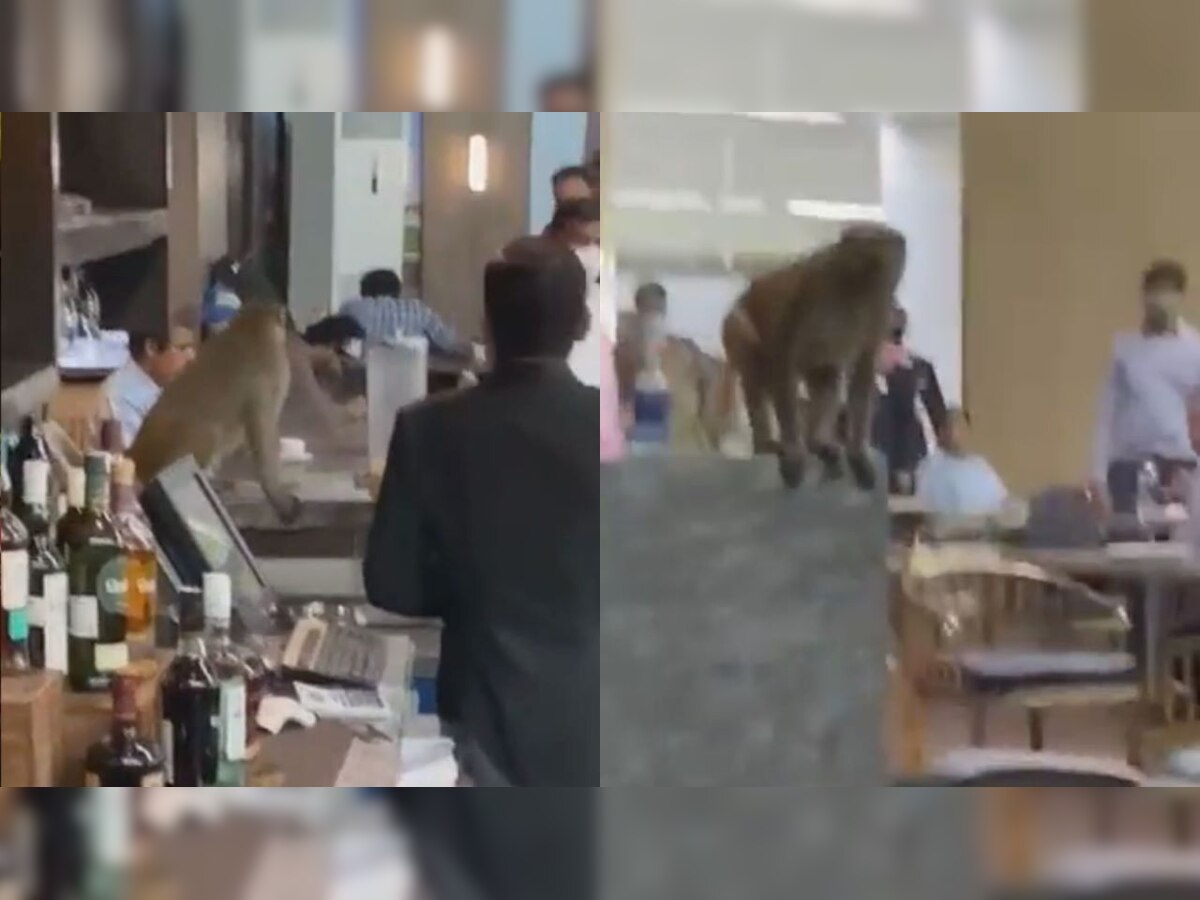 Monkey wanders at bar at Delhi's IGI airport, leaves netizens surprised - WATCH viral video here 