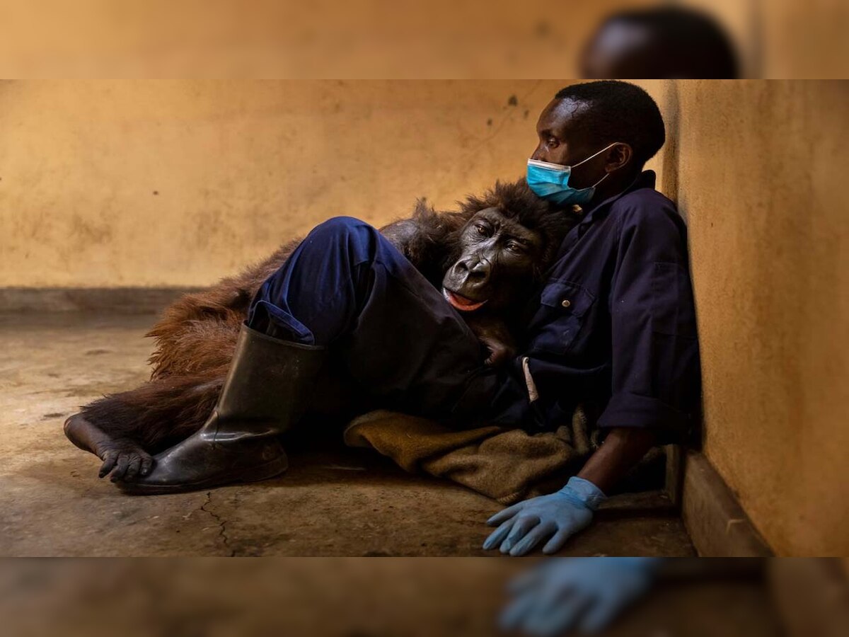 Social media star mountain gorilla Ndakasi aged 14 dies in arms of her caretaker 