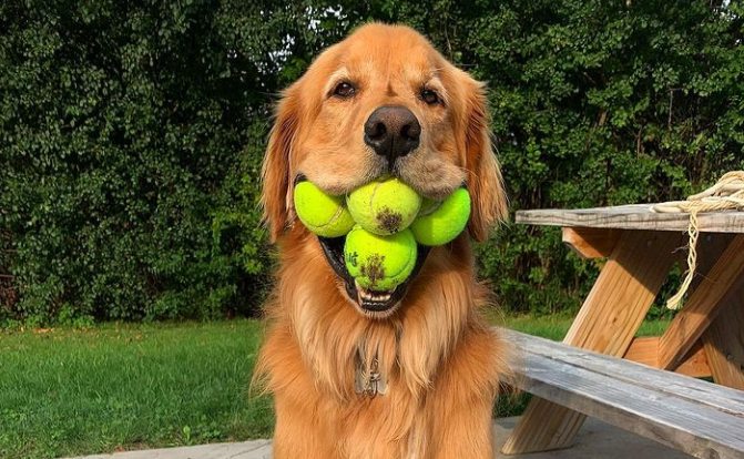Golden retriever holds 6 tennis balls in his mouth enters