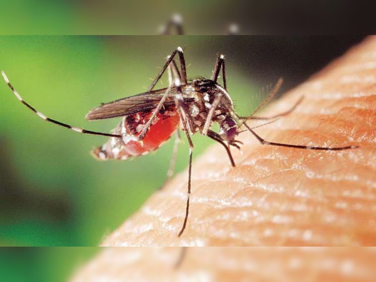 Dengue cases skyrocket in Delhi amid prolonged monsoon season