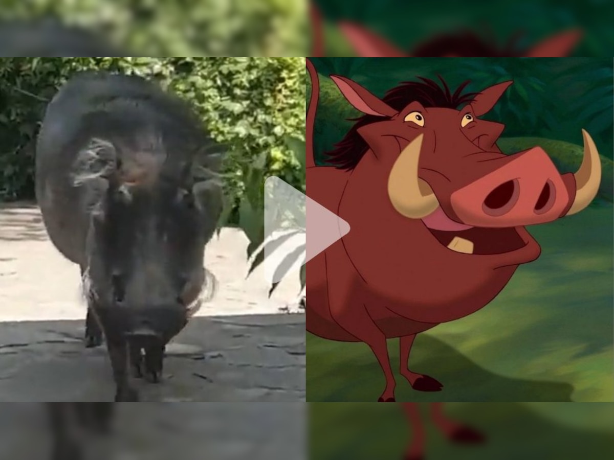 Lion King’s Pumbaa trends as man’s attempt to pet a wild pig horribly backfires, WATCH