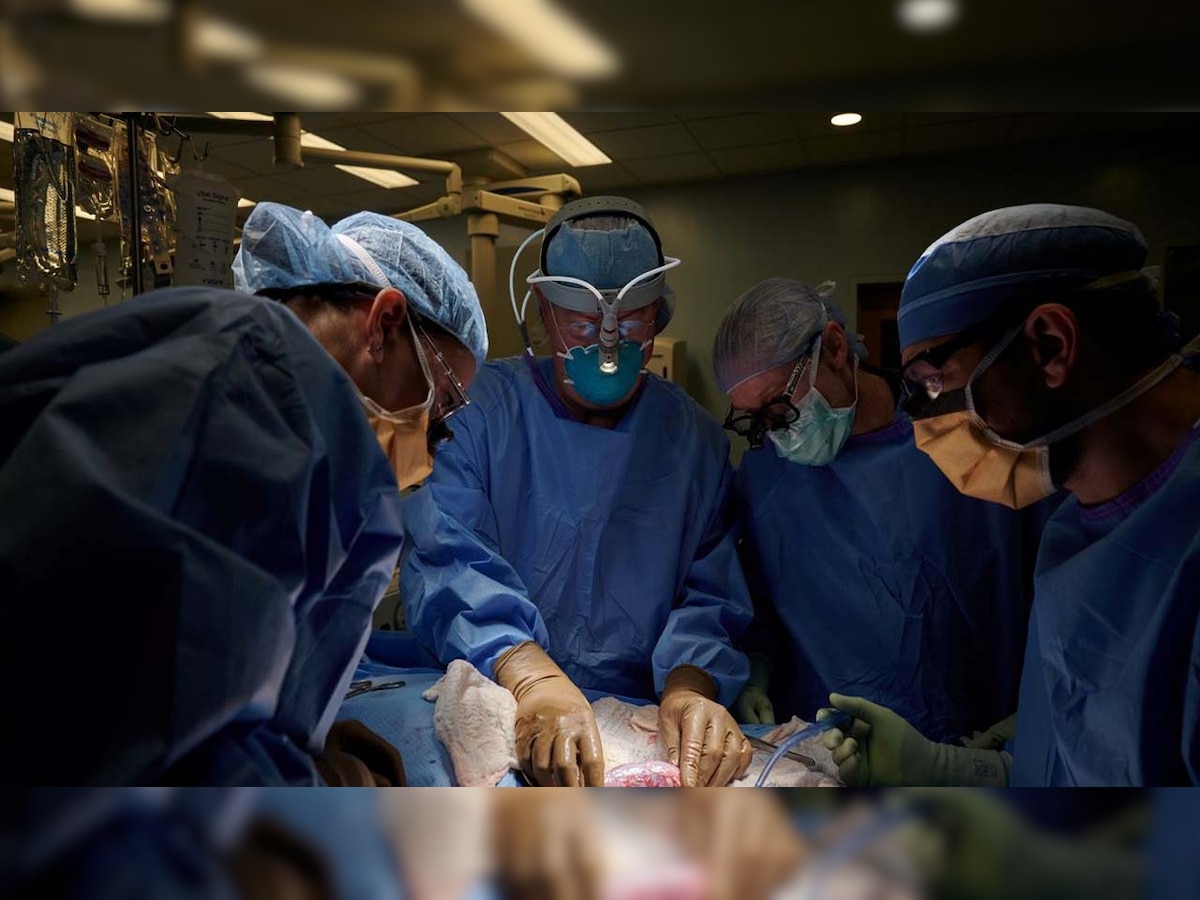 Pig kidney transplanted in human, doctors say functioning 'pretty normal'