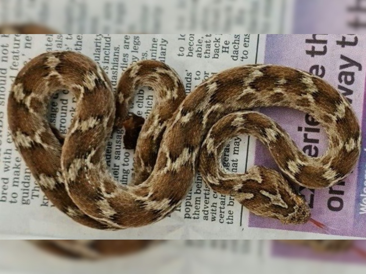 One of the world’s deadliest snakes, a saw-scaled viper ships itself from India to the UK