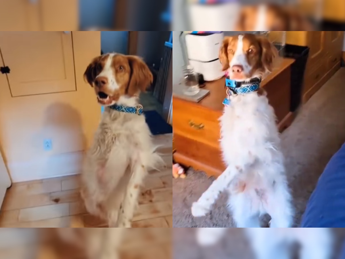 Dog learns to walk like humans after losing leg in accident- Watch viral video here