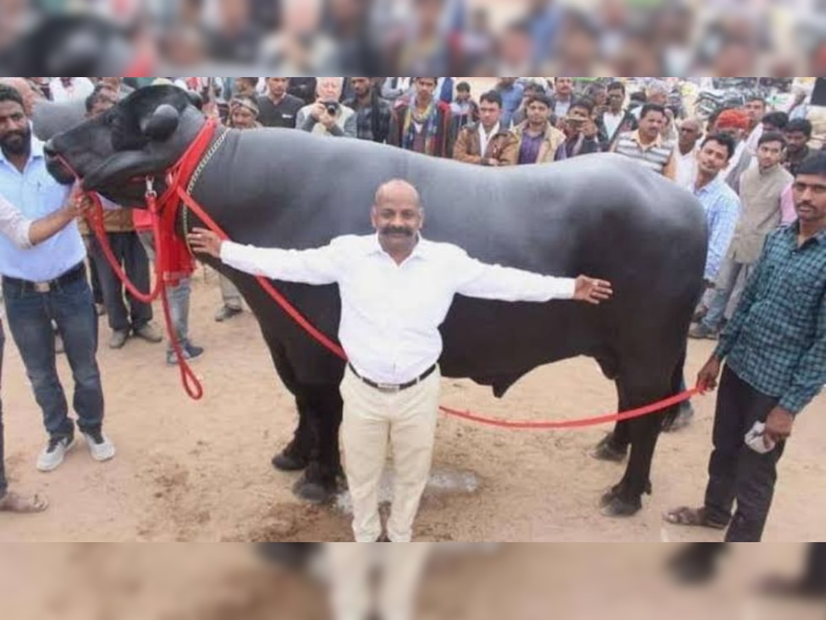 Meet 'Bheem', India's most expensive buffalo, semen price will leave you stunned