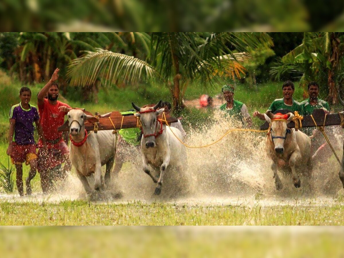 Bullock-cart race in Maharashtra given permission by Supreme Court