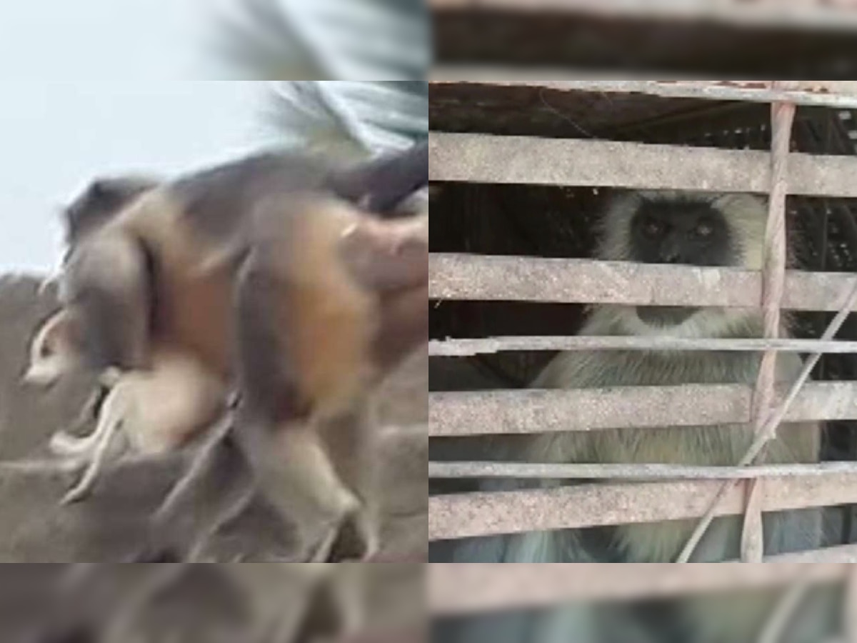 Monkey vs Doge' gang war in Maharashtra triggers meme fest