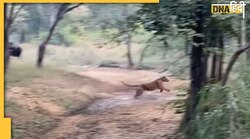 भैंसे के पीछे दौड़ा शेर, Randeep Hooda ने बनाई शिकार की वीडियो