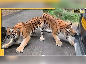 Viral: Tiger ने दांतों से खींची SUV, Anand Mahindra हो गए मुरीद