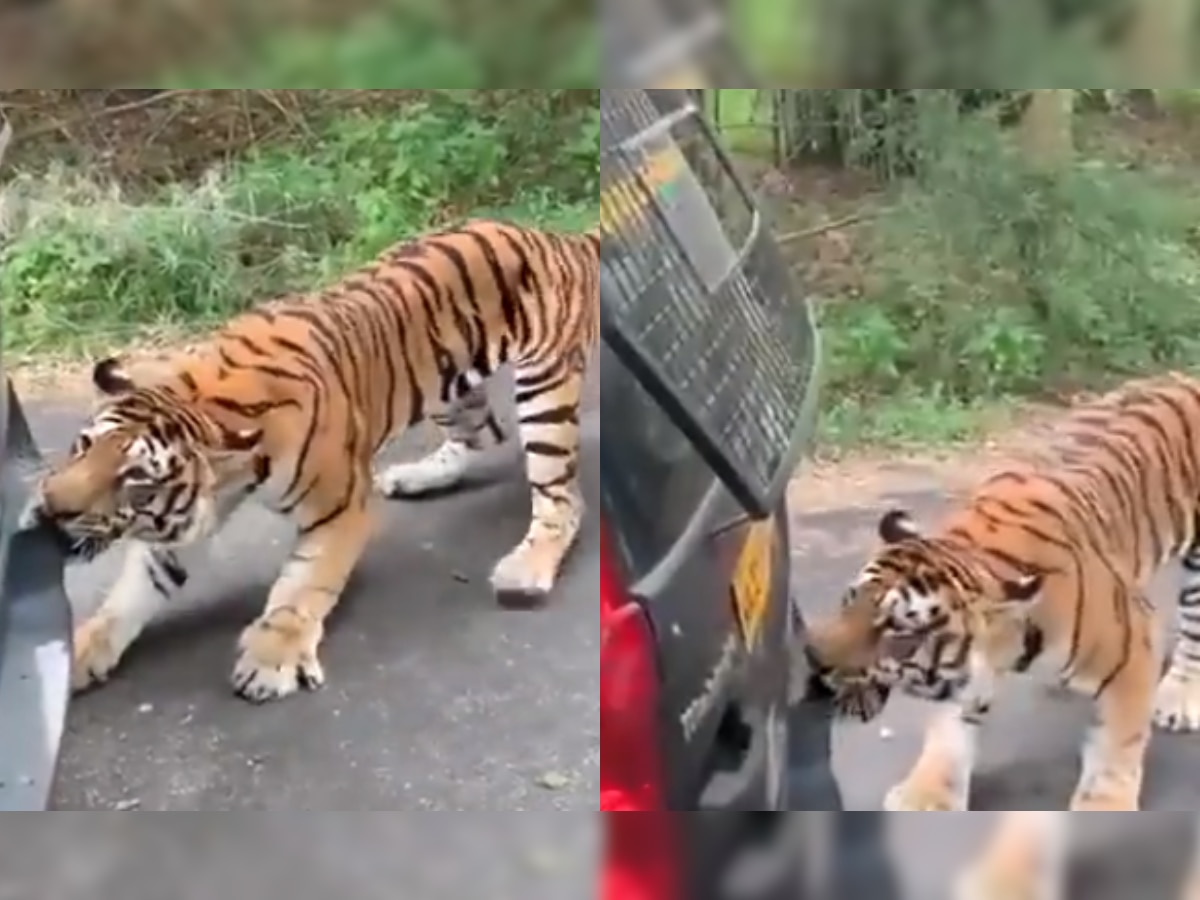Tiger drags car full of tourists with teeth, Anand Mahindra shares chilling viral video- WATCH