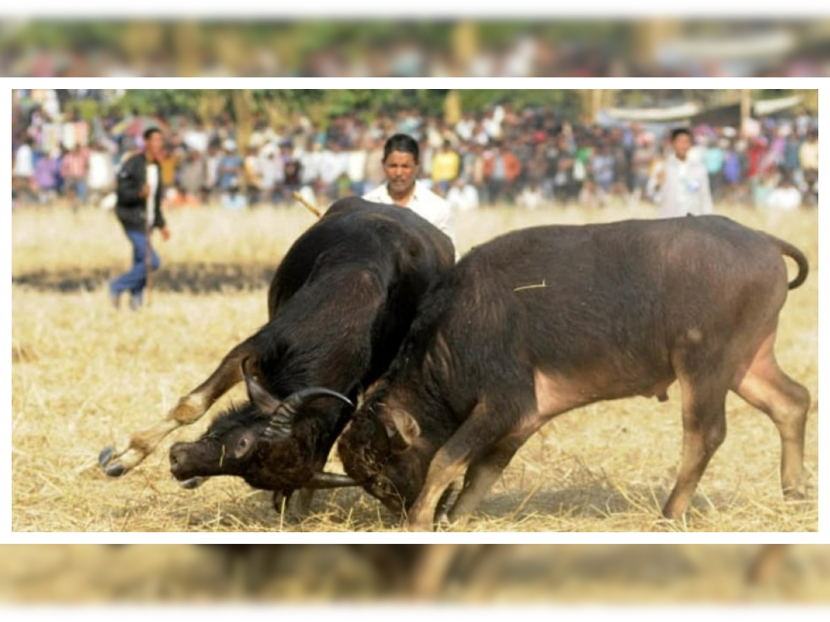 Tamil Nadu issues new guidelines for Jallikattu – Details inside