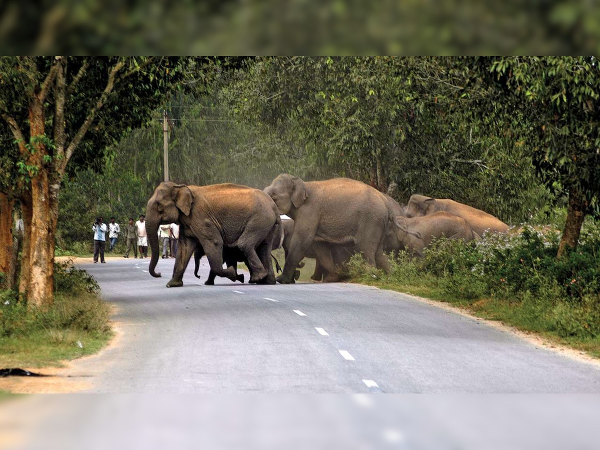 SHOCKING! Plastics, masks, food wraps found in wild elephant dung in Tamil Nadu 