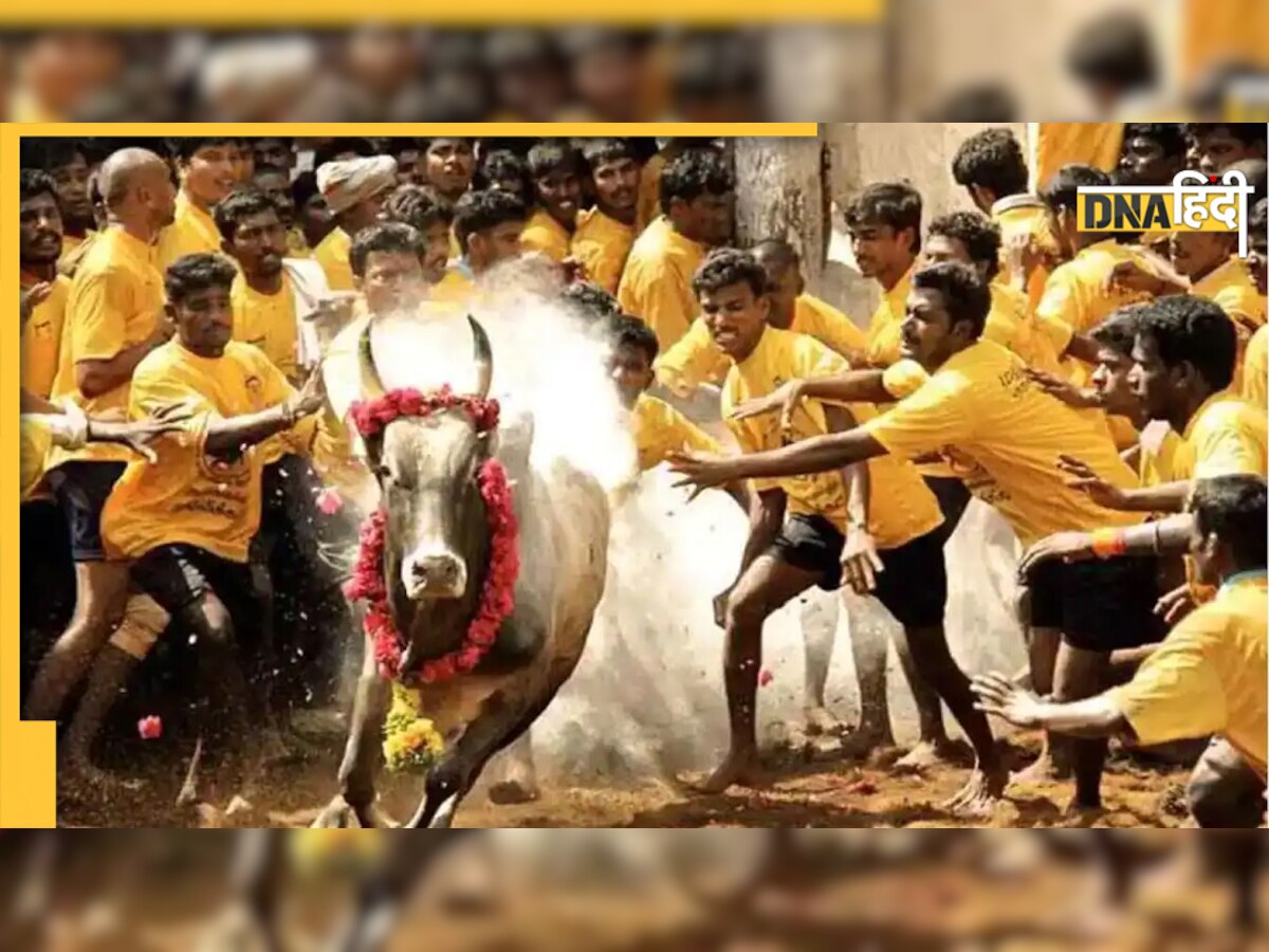 Video: Jallikattu प्रतियोगिता में चली गई एक जान, 80 घायल