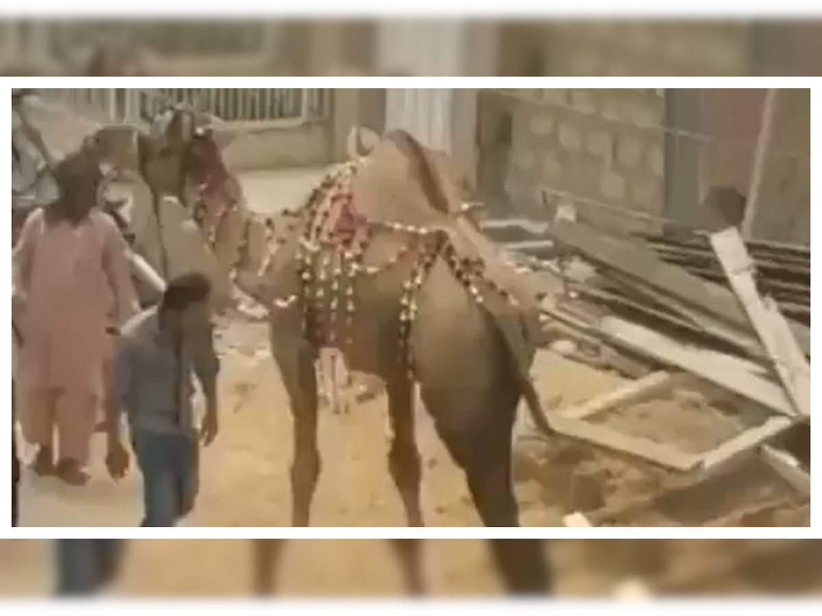 Man tries to hit camel in VIRAL video, gets 'instant karma' - Watch video