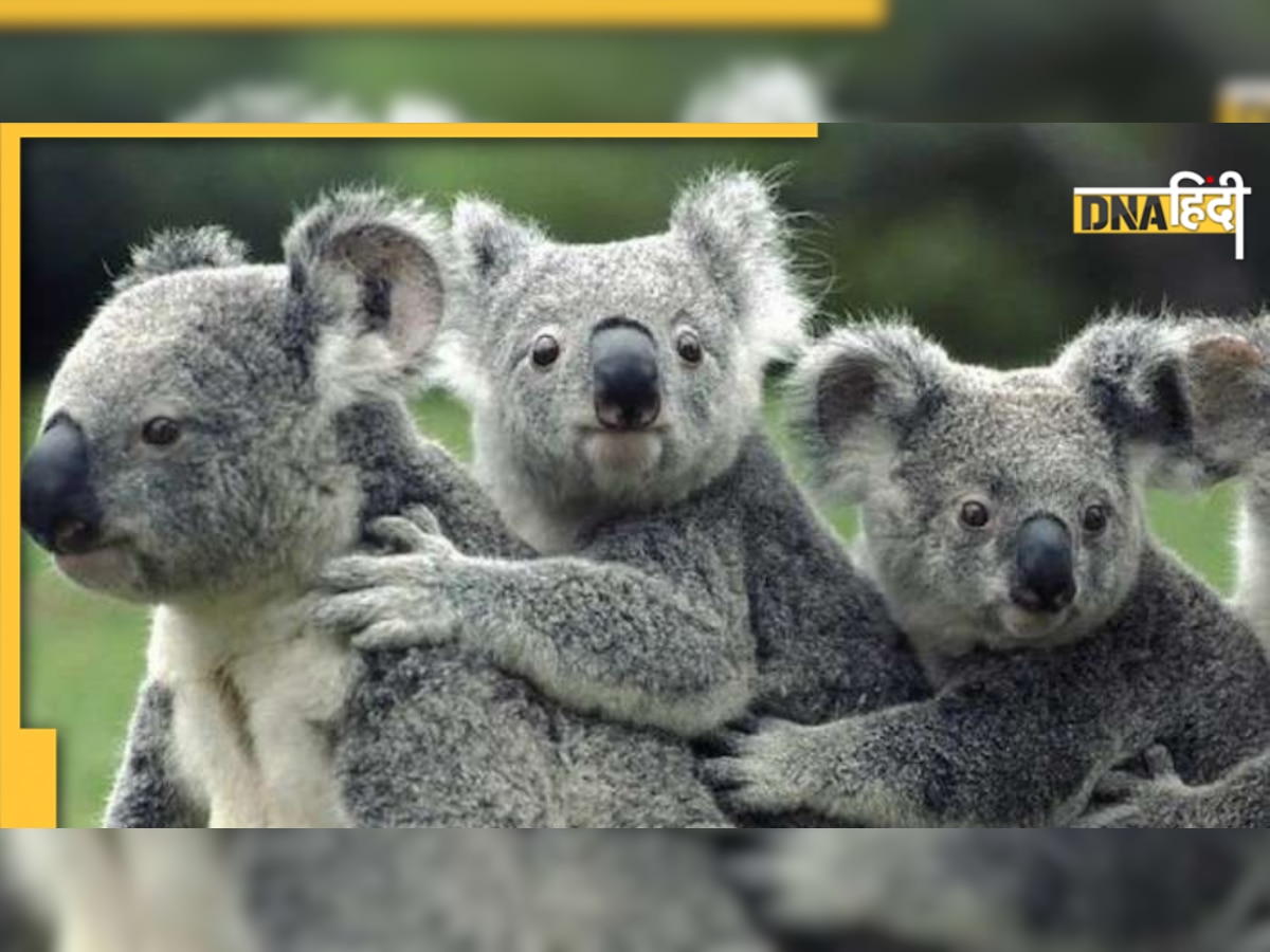 क्यों तेजी से गायब हो रहे हैं Australia के आयकॉनिक Koala? 