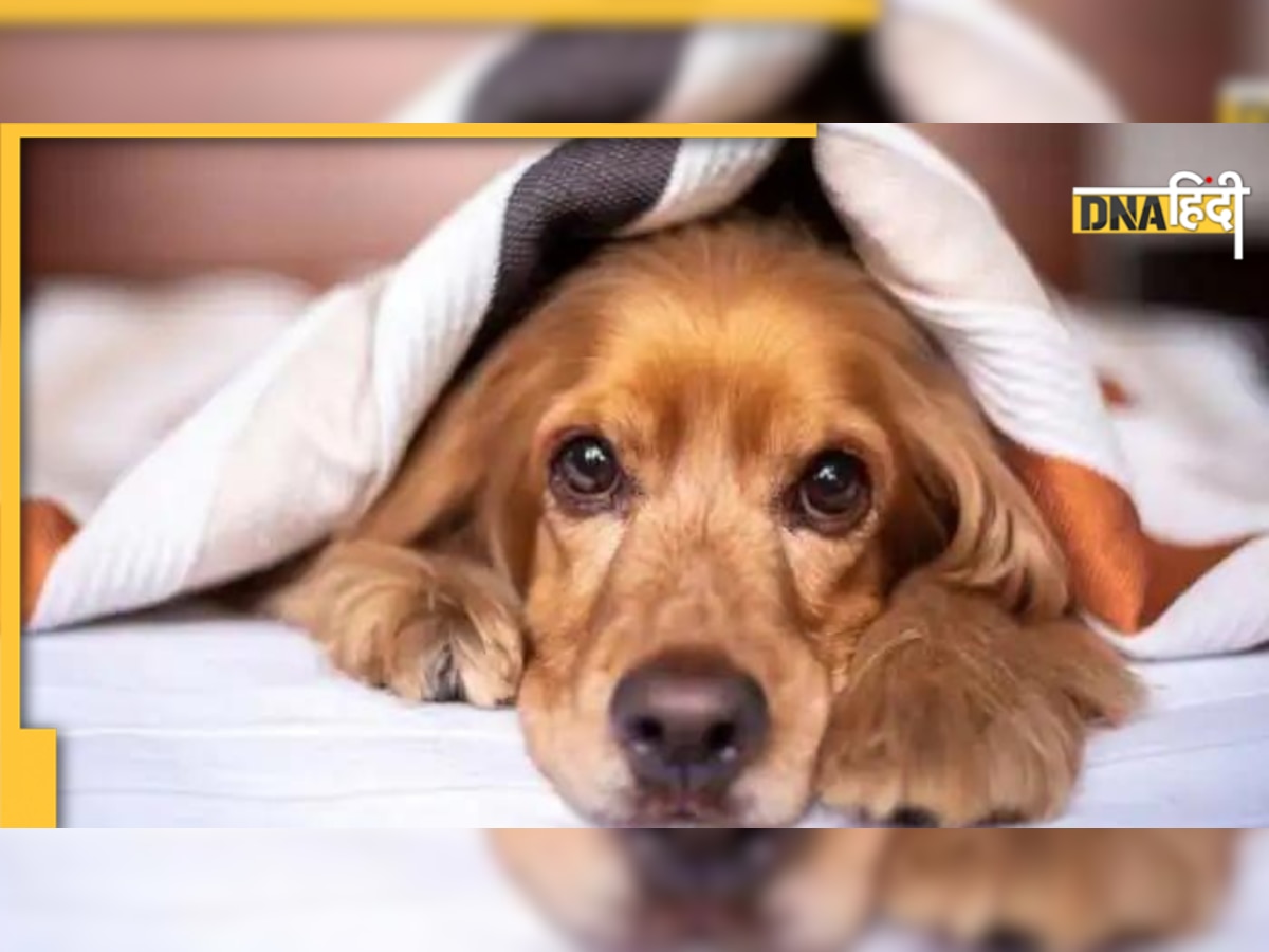 Pet-owner हैं तो रखिए इन बातों का खयाल, क्या कहता है कानून?