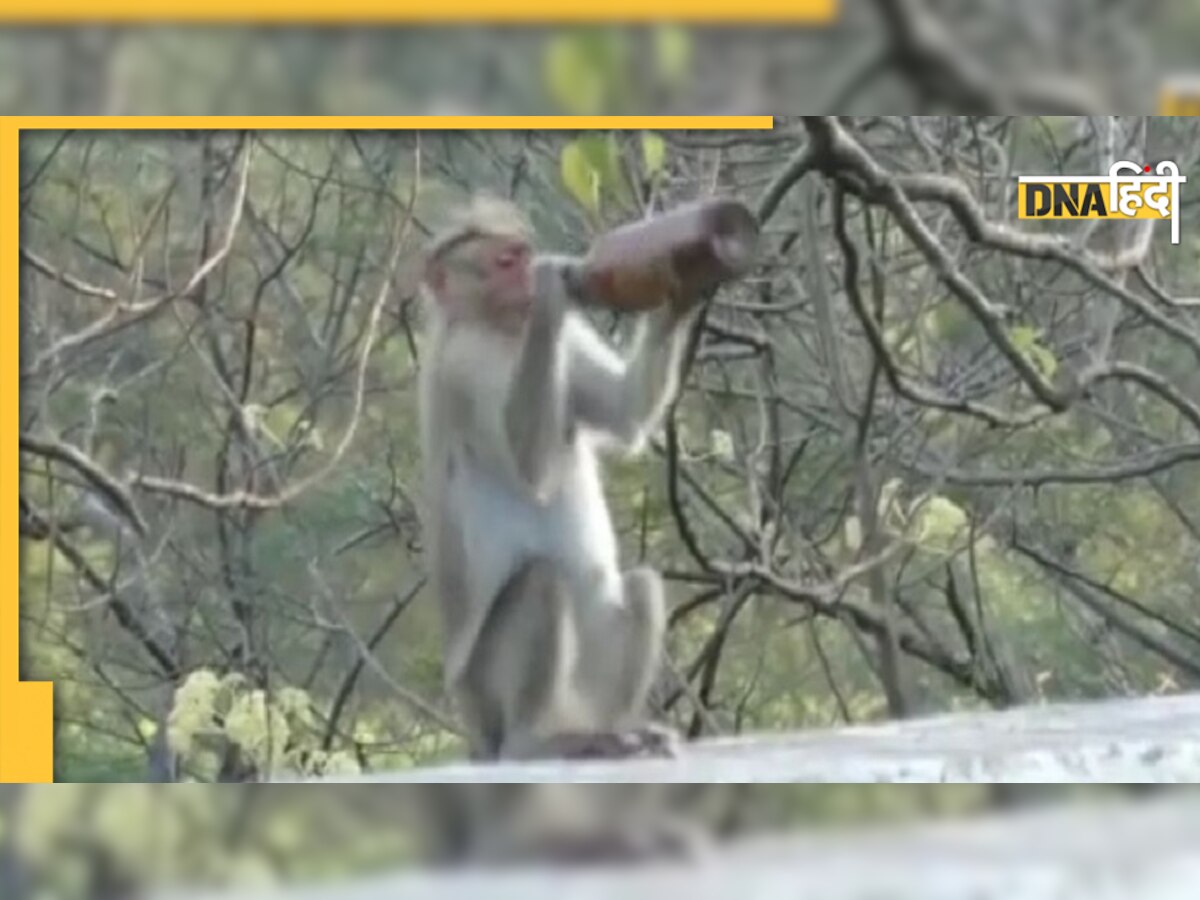 बंदर को लगी प्यास तो ऐसे गटक गया Beer, देखें Video