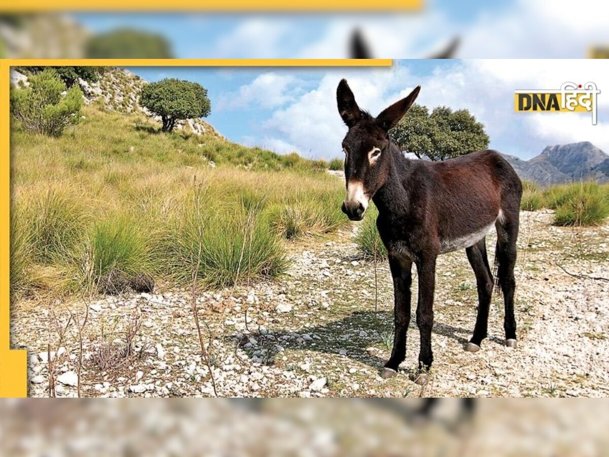 Donkey Population In India: भारत में 61% घट गई गधों की तादाद, फल-फूल रहा है अवैध तस्करी का व्यापार