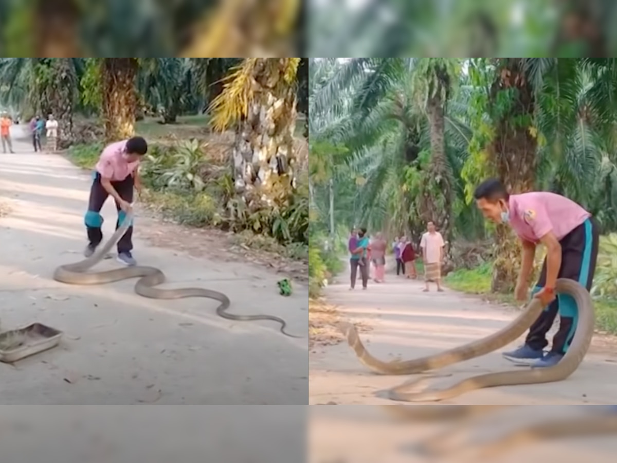 Man rescues king cobra with bare hands, leaves netizens surprised - WATCH viral video 