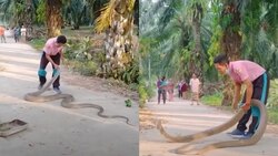 Man rescues king cobra with bare hands, leaves netizens surprised - WATCH viral video 