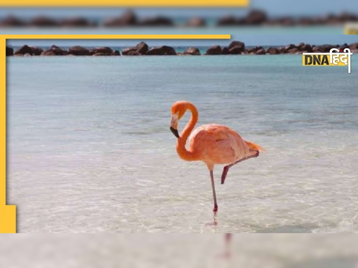 लंबे समय तक एक ही पैर पर क्यों खड़े रहते हैं Flamingo? वैज्ञानिकों ने बताई वजह