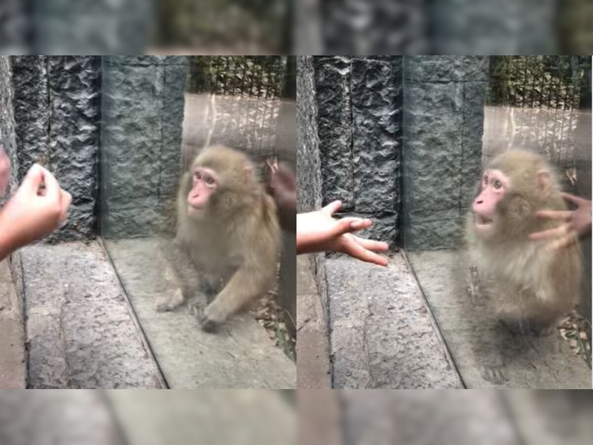 Monkey’s jaw-dropping reaction at magic trick at zoo goes viral - WATCH video