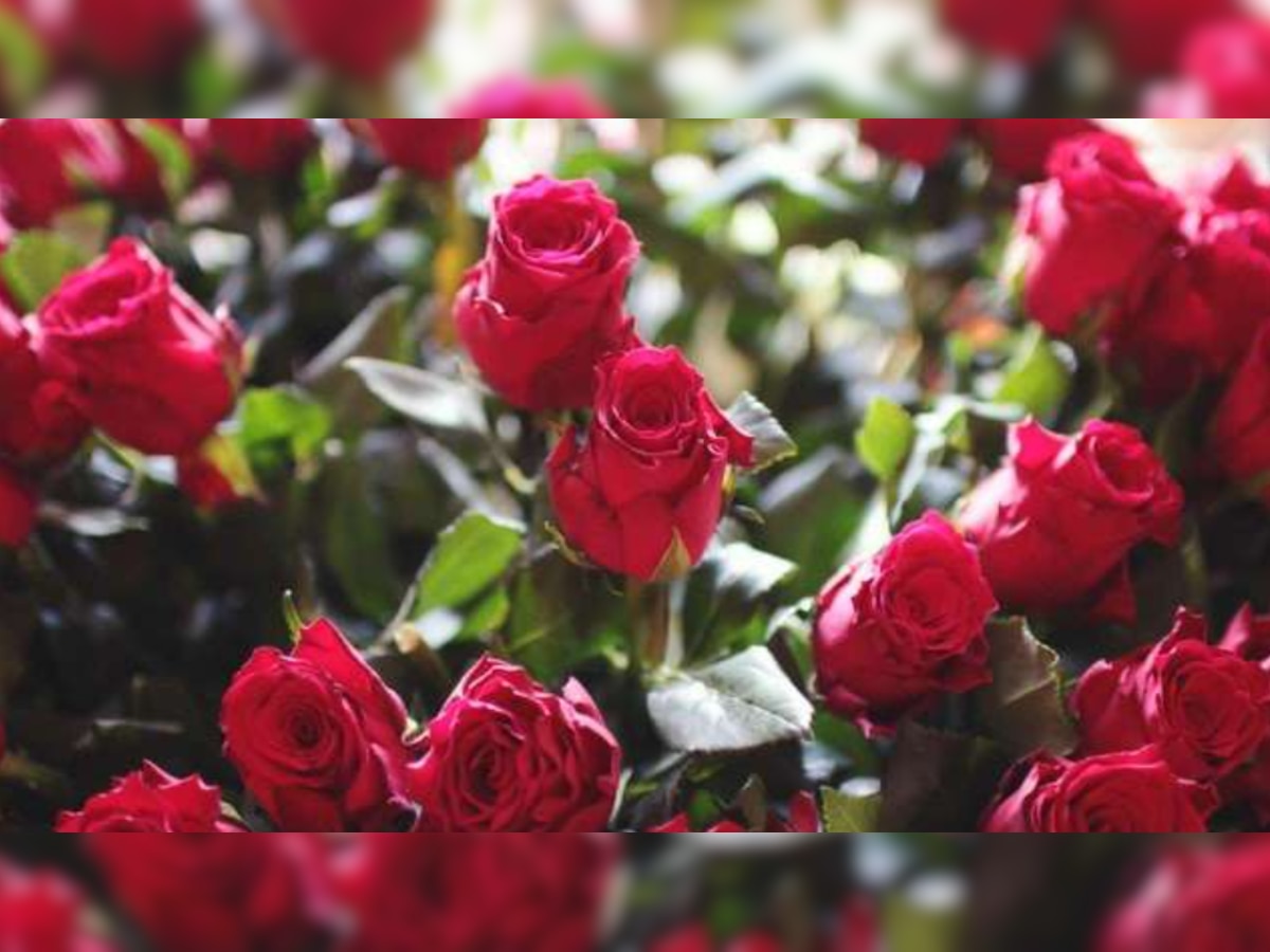 Happy Rose Day 2022: From red, white to lavender, know what different colours of a rose mean