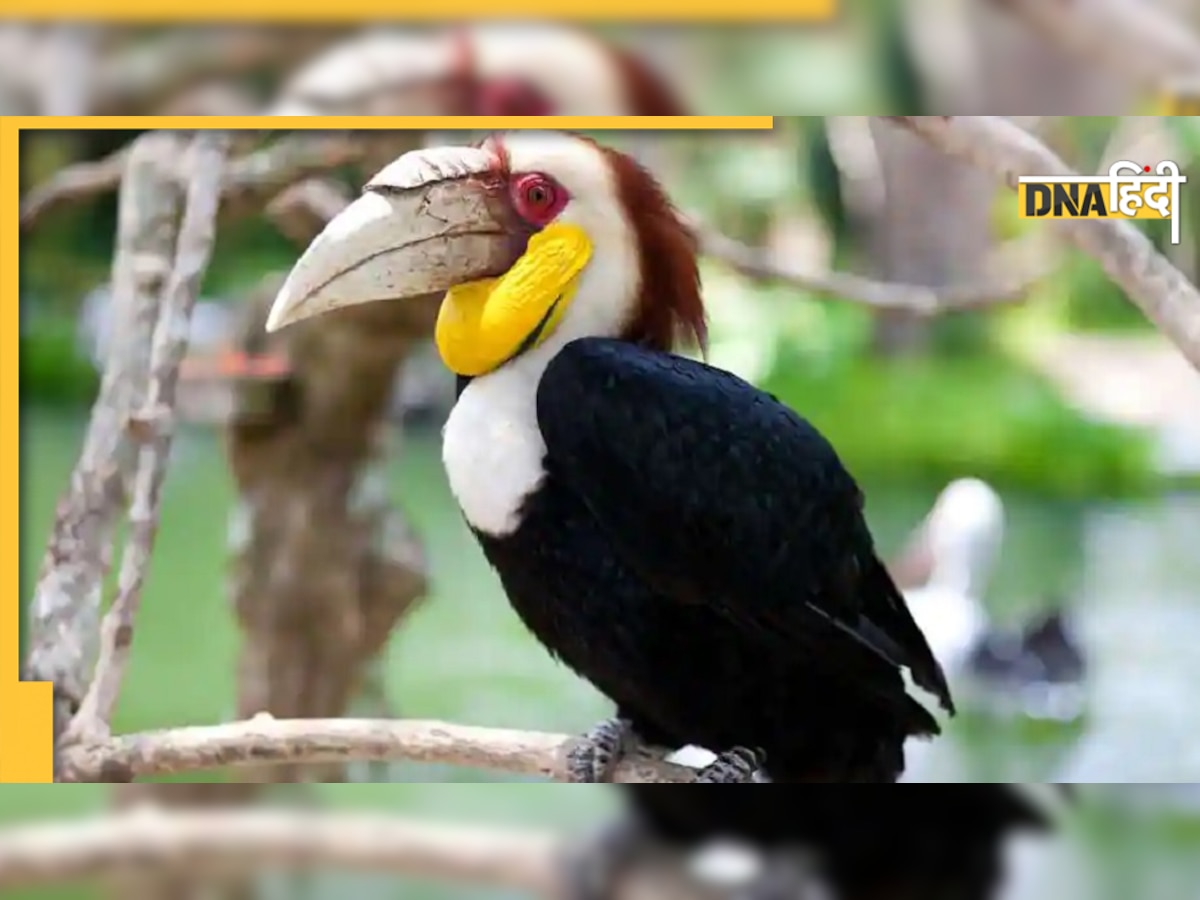 Hornbill के 'घर' लौटने का संघर्ष और एक डर...मानो परिवार का विनाश 