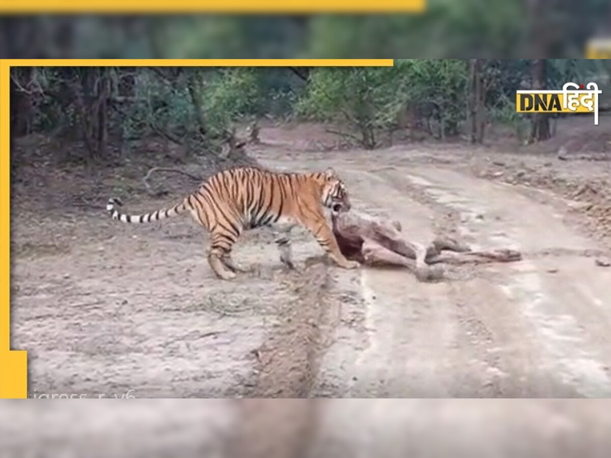 Ranthambore National Park में बाघिन ने किया ऊंट का शिकार, पर्यटकों ने कैमरे में कैद की तस्वीर